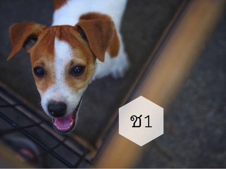 ลูกแจ๊ครัสเซลล์ รูปที่ 3