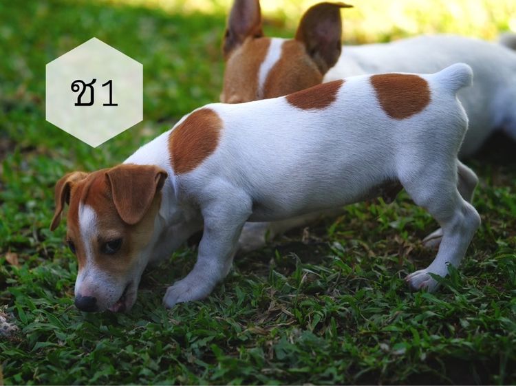 ลูกแจ๊ครัสเซลล์ รูปที่ 5