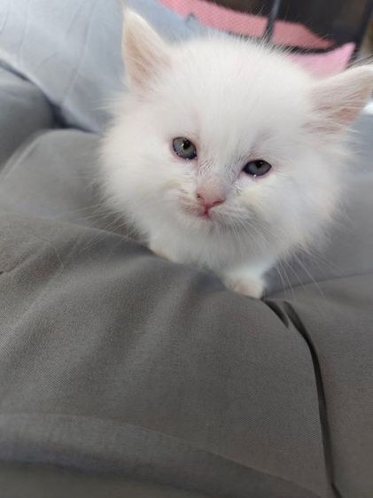 เปอร์เซีย (Persian) แมวเปอร์เซียสีขาวล้วนตาสองสี