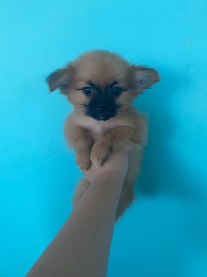 ปอมเมอเรเนียน (Pomeranian) เล็ก ปอมชิวาว่า