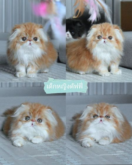 เปอร์เซีย (Persian) ขายแมวเปอร์เซียแท้หน้าบี้ หญิง
