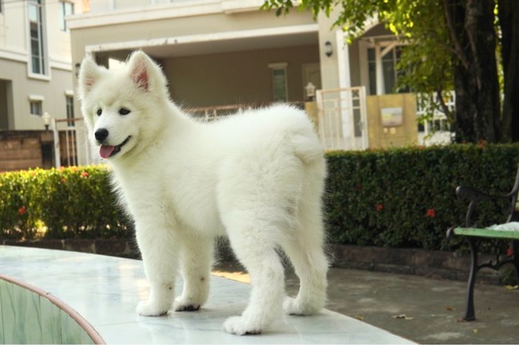 ลูกซามอยด์ เมีย สายเลือดจีน มีตำหนิ (ไม่มีหาง ) 