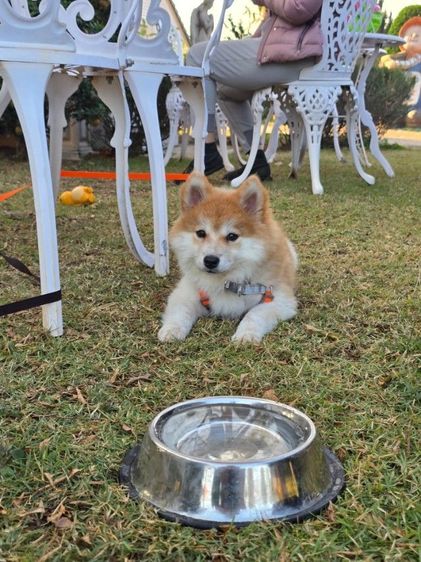 ขายลูกหมา พ่อชิบะแท้ แม่ซามอยแท้ น่ารักมาก (ราคาขายสองตัว) รูปที่ 13