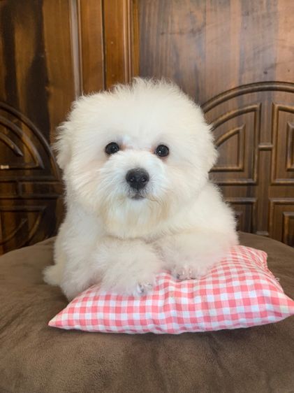 บิชอง พรีเซ่