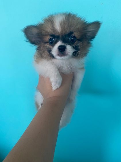 ปอมเมอเรเนียน (Pomeranian) เล็ก ปอมชิวาว่า