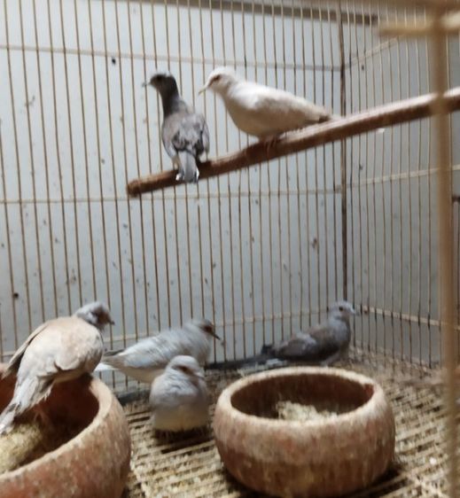 ขายนกค็อกคาเทล นกเขาไดมอนด์ รูปที่ 5