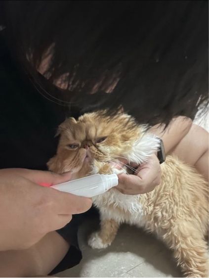 (หาคนเลี้ยงต่อ) เปอร์เซียหน้าบี้ แมวส้ม สายพันธุ์แท้ รูปที่ 10