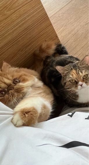 (หาคนเลี้ยงต่อ) เปอร์เซียหน้าบี้ แมวส้ม สายพันธุ์แท้ รูปที่ 2