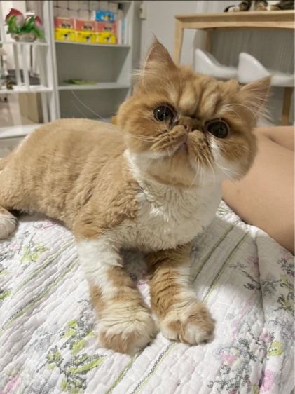 (หาคนเลี้ยงต่อ) เปอร์เซียหน้าบี้ แมวส้ม สายพันธุ์แท้ รูปที่ 5