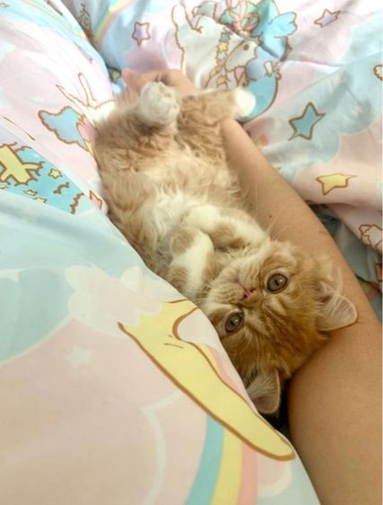 (หาคนเลี้ยงต่อ) เปอร์เซียหน้าบี้ แมวส้ม สายพันธุ์แท้ รูปที่ 8