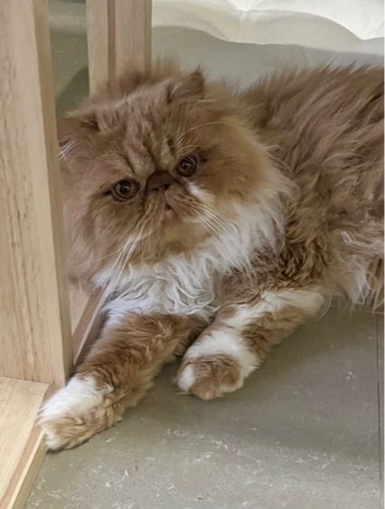 (หาคนเลี้ยงต่อ) เปอร์เซียหน้าบี้ แมวส้ม สายพันธุ์แท้ รูปที่ 4