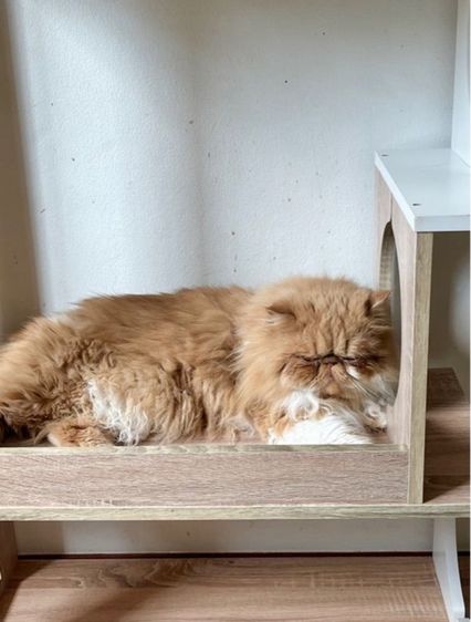 (หาคนเลี้ยงต่อ) เปอร์เซียหน้าบี้ แมวส้ม สายพันธุ์แท้ รูปที่ 7