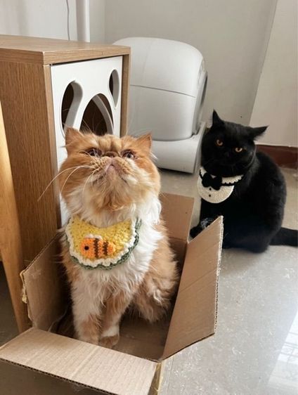 (หาคนเลี้ยงต่อ) เปอร์เซียหน้าบี้ แมวส้ม สายพันธุ์แท้