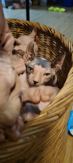 น้องสฟิงซ์ ผุ้หญิง รูปที่ 2