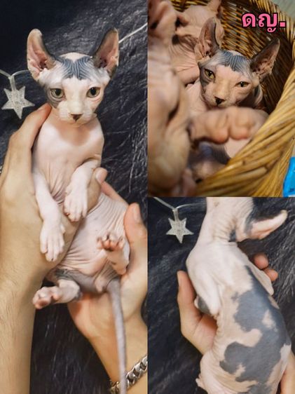 น้องสฟิงซ์ ผุ้หญิง