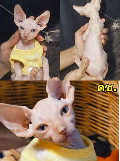 น้องสฟิงซ์ ผู้ชาย