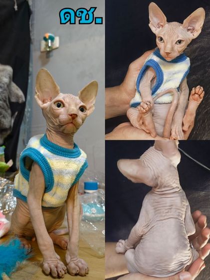 น้องสฟิงซ์ ผู้ชาย