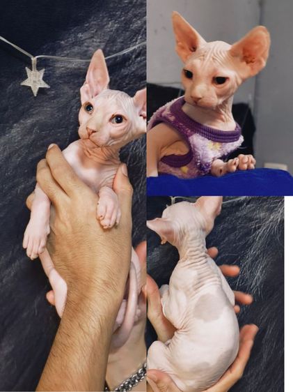 สฟิงซ์ชาย