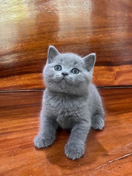 บริติชช็อตแฮร์ รูปที่ 3