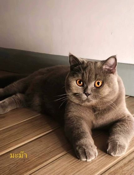 บริติชช็อตแฮร์ รูปที่ 8