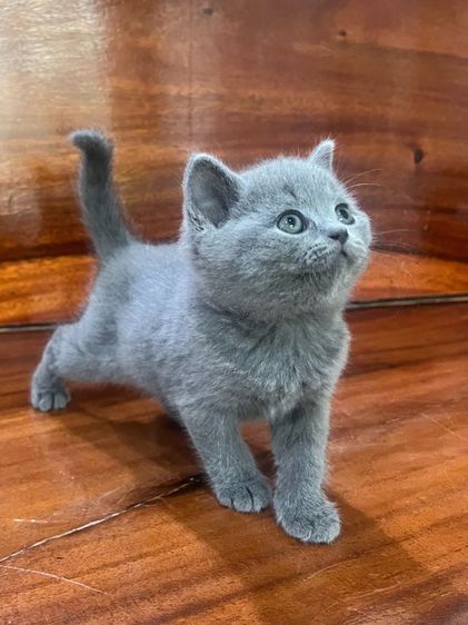 บริติชช็อตแฮร์