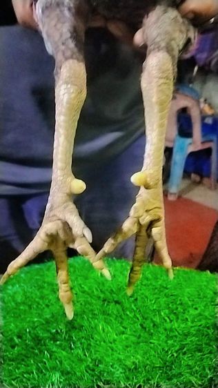 ไก่หนุ่มพม่า รูปที่ 2