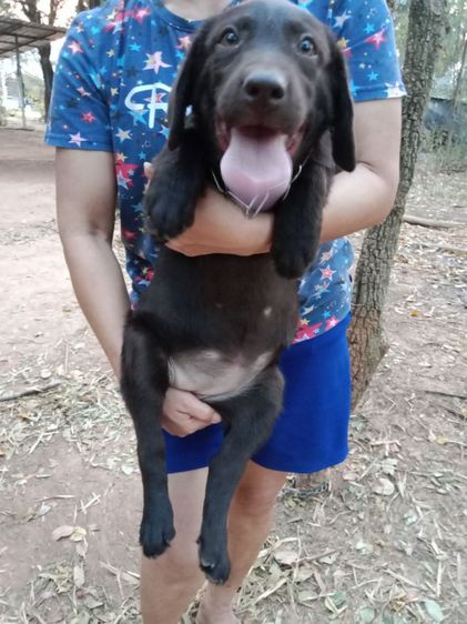 ลาบาดอเพศเมียวัย2เดือนกว่า รูปที่ 3