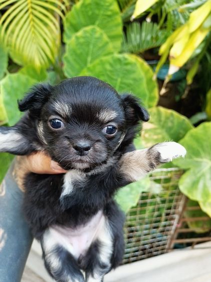 ชิวาวา แท้