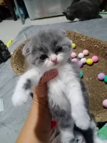 ลูกแมวคลอดวันที่ 3 พฤศจิกายน 2568 รูปที่ 3