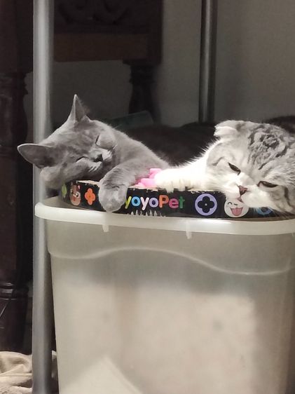 ลูกแมวคลอดวันที่ 3 พฤศจิกายน 2568