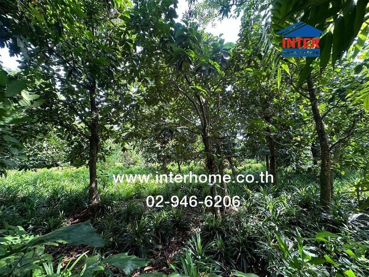 ที่ดินเปล่า + สวนใบเตย 817.1 ตร.ว. ชุมชนหมู่ 4 ชาวบางแวก ถนนราชพฤกษ์ ถนนบางแวก เขตภาษีเจริญ กรุงเทพมหานคร รูปที่ 2