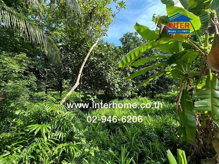 ที่ดินเปล่า + สวนใบเตย 817.1 ตร.ว. ชุมชนหมู่ 4 ชาวบางแวก ถนนราชพฤกษ์ ถนนบางแวก เขตภาษีเจริญ กรุงเทพมหานคร รูปที่ 3