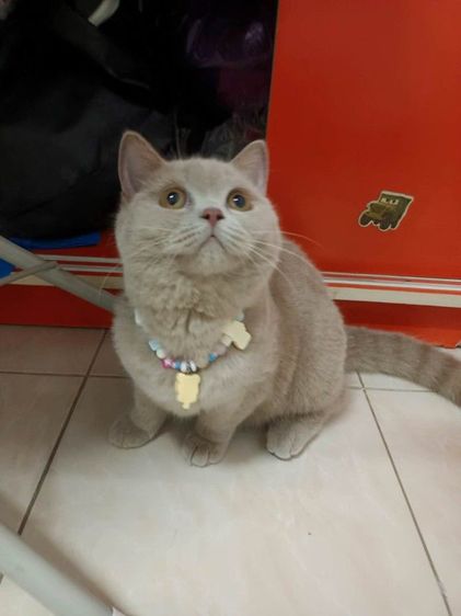สก็อตติช โฟลด์ (Scottish Fold) แมวสก็อตติชโฟลด์