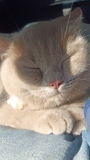 แมวสก็อตติชโฟลด์ รูปที่ 2