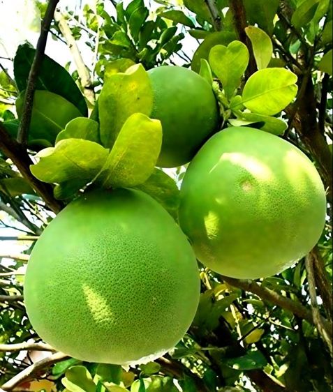 ส้มโอขาวใหญ่จาก อัมพวา สดใหม่ทุกวัน รูปที่ 7