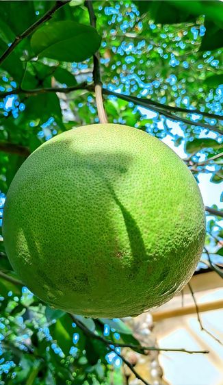 ส้มโอขาวใหญ่จาก อัมพวา สดใหม่ทุกวัน รูปที่ 8