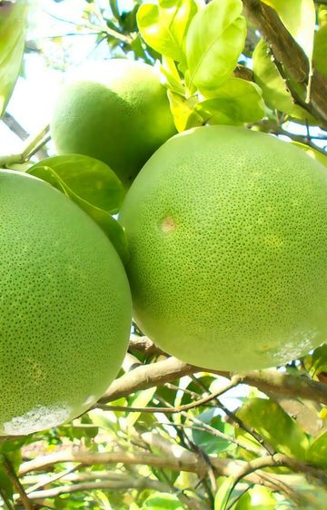 ส้มโอขาวใหญ่จาก อัมพวา สดใหม่ทุกวัน รูปที่ 5