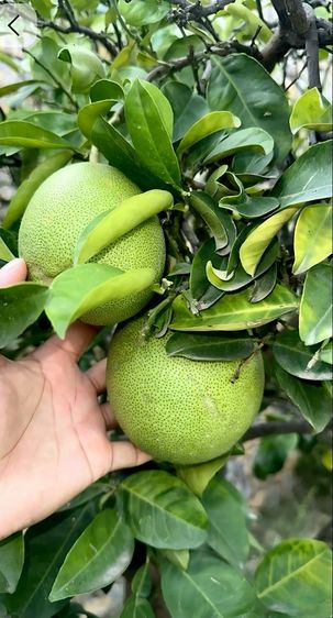 ส้มโอขาวใหญ่จาก อัมพวา สดใหม่ทุกวัน รูปที่ 2