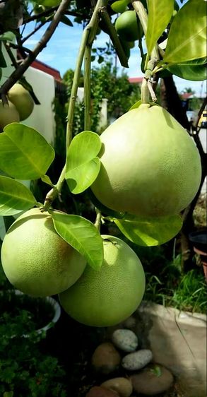 ส้มโอขาวใหญ่จาก อัมพวา สดใหม่ทุกวัน รูปที่ 4