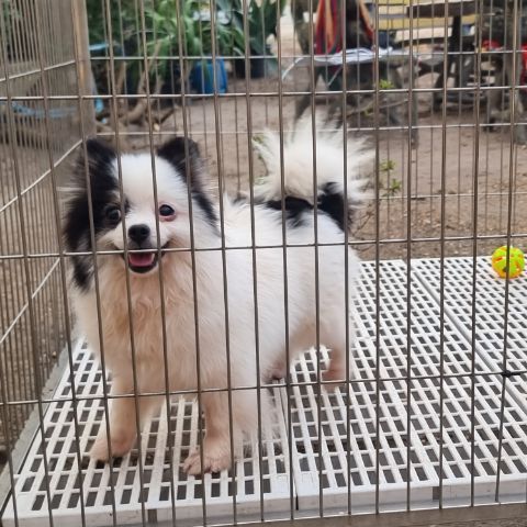 ปอมเมอเรเนียน (Pomeranian) เล็ก น้องปอม (ฟรีคัดบ้านค่ะ)