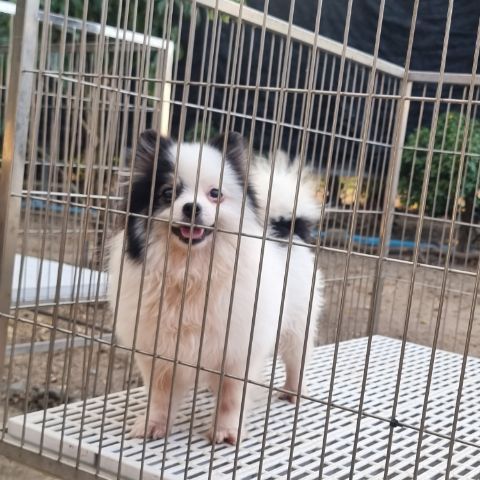 น้องปอม (ฟรีคัดบ้านค่ะ) รูปที่ 2