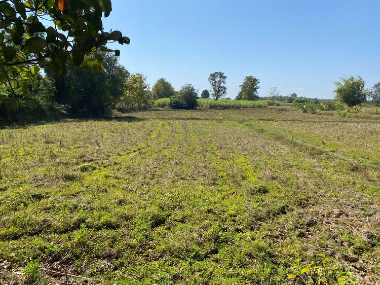 ขายที่นา 9ไร่ 1งาน  รูปที่ 2