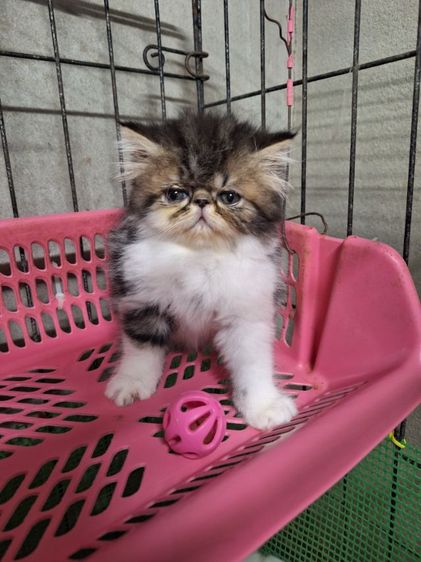 ลูกแมวเอ็กโซติก รูปที่ 4