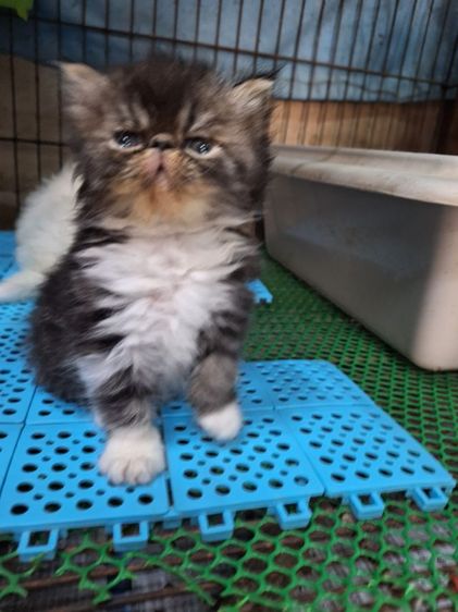 ลูกแมวเอ็กโซติก รูปที่ 12