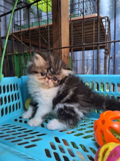ลูกแมวเอ็กโซติก รูปที่ 11