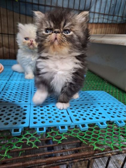 ลูกแมวเอ็กโซติก รูปที่ 13