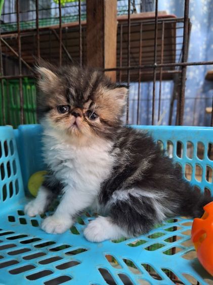 ลูกแมวเอ็กโซติก รูปที่ 15