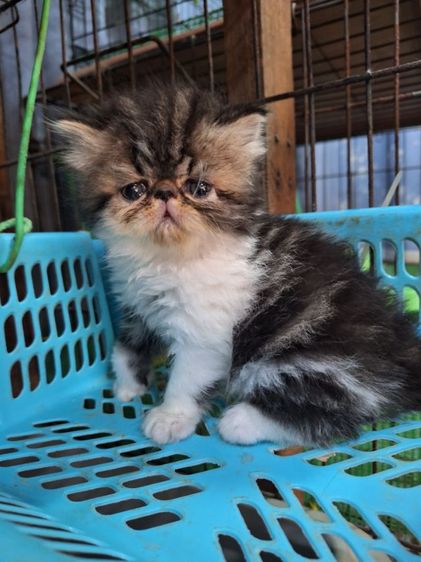 ลูกแมวเอ็กโซติก รูปที่ 9