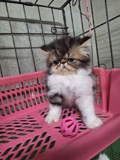 ลูกแมวเอ็กโซติก รูปที่ 5