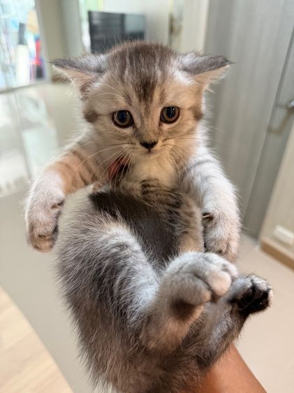 เปอร์เซีย (Persian) 2,400 บาท